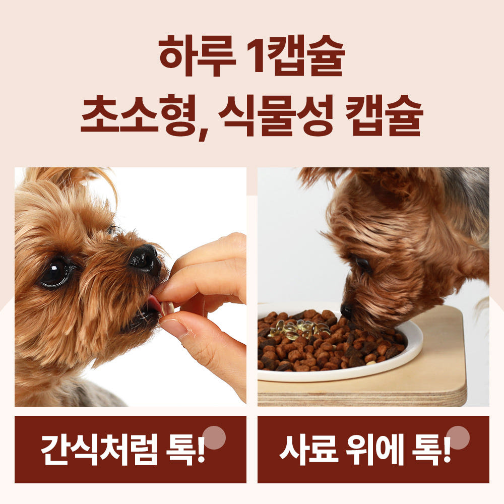 간식처럼, 사료 위에 주는 하루 1캡슐 안내
